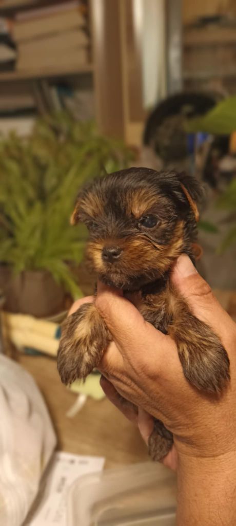 Domaine De Morgaët - Chiots disponibles - Yorkshire Terrier