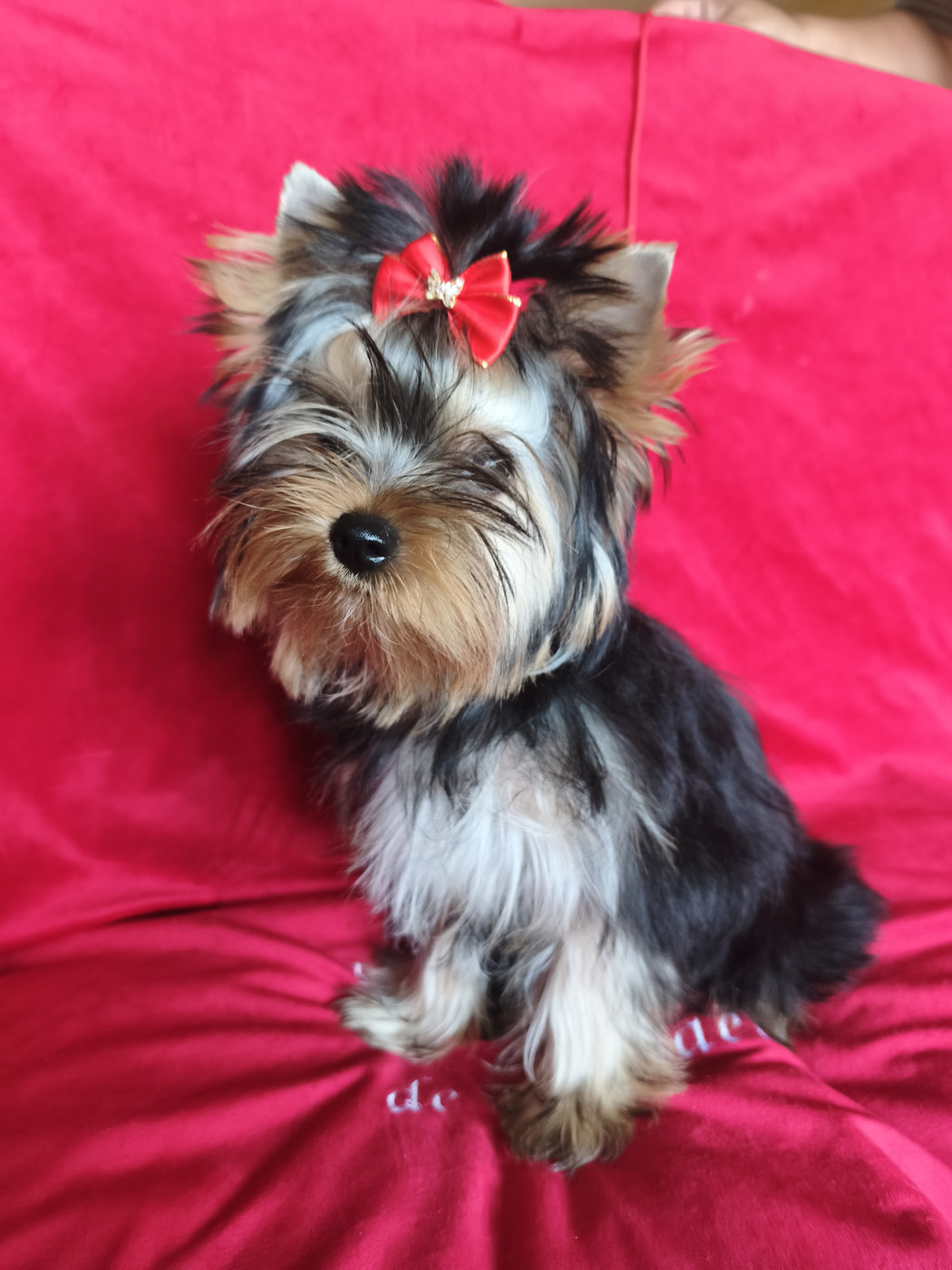 Domaine De Morgaët - Chiots disponibles - Yorkshire Terrier