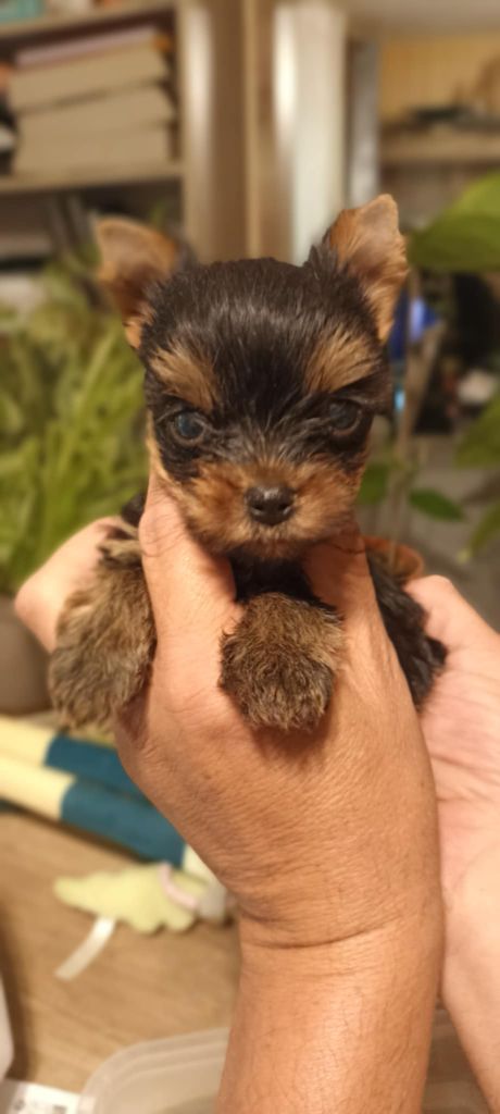 Domaine De Morgaët - Chiots disponibles - Yorkshire Terrier