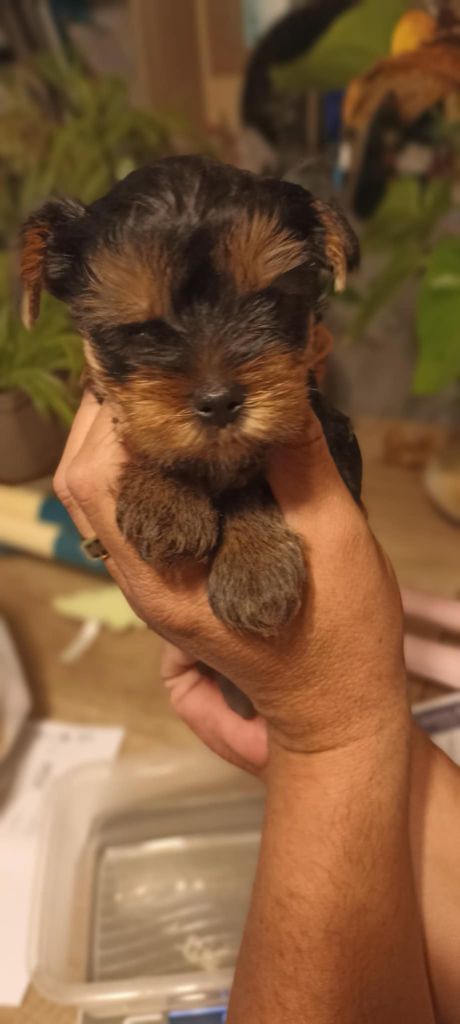 Domaine De Morgaët - Chiots disponibles - Yorkshire Terrier