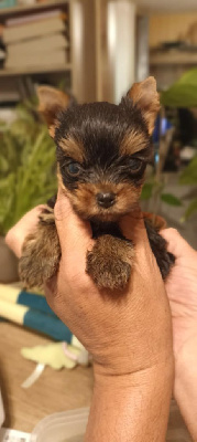 CHIOT 1