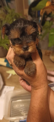 CHIOT 3