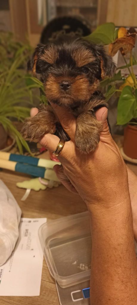 Domaine De Morgaët - Chiots disponibles - Yorkshire Terrier